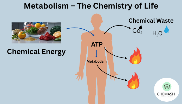 Metabolism