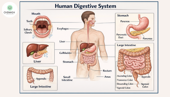 Human Digestive System